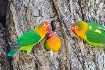 Fototapeta na wymiar A Fischer's Lovebird (Agapornis fischeri) feeds its mate in a cavity nest, while another lovebird looks on. Ngorongoro Conservation Area, Tanzania