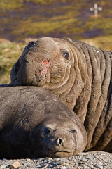 UK Territory, South Georgia Island. Bull elephant seal with harem female, and Norwegian grave in background. 