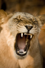 Livingstone, Zambia, Africa. Lioness calling out.