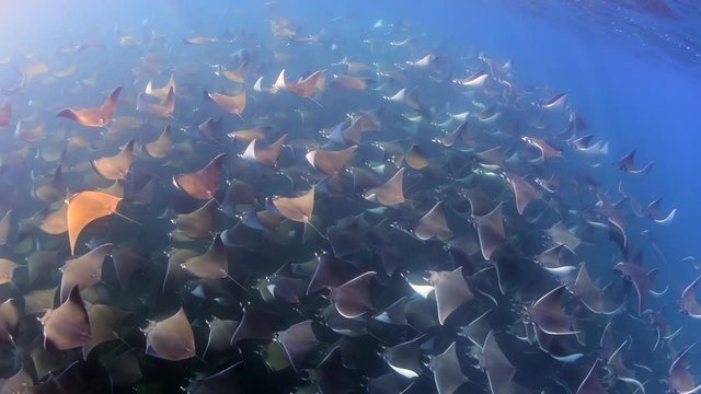 Mobula Rays