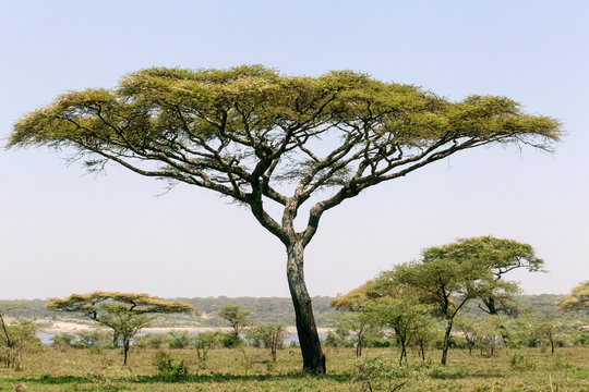 Landscape with large Acacia tree near shore of Lake Ndutu, other trees in background, blue skies, Ngorongoro Conservation Area, Tanzania