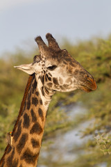 Bull Masai giraffe head and neck shot Close-up, with Ox pecker bird on lower neck, Ngorongoro Conservation Area, Tanzania