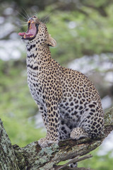 Obraz na płótnie Canvas Leopard sits perched on a branch, erect, yawning with its mouth wide open, tongue out, teeth showing, Close-up, Ngorongoro Conservation Area, Tanzania