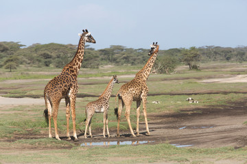 Masai giraffe parents walk with their young calf, between them, landscape, profile view, Ngorongoro Conservation Area, Tanzania