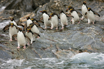 Antarctica, South Georgia, Royal Bay. Macaroni Penguins prepare to enter water.