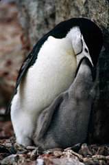Southern Ocean, Ronge island. A Chinstrap Penguin (Pygoscelis antarcticus) feeding its chick