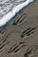 South Georgia Island, St. Andrew's Bay. King penguin footprints in beach sand. Credit as Josh Anon / Jaynes Gallery / DanitaDelimont.com
