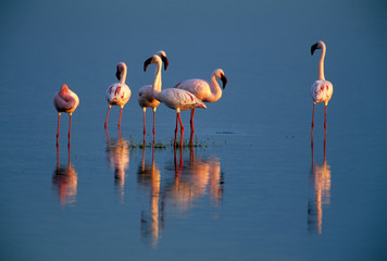 Lesser Flamingo, (Phoenicopterus minor), Lake Ndutu, Serengeti National Park, Tanzanita.