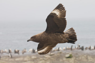 Antarctica, South Shetland Islands. Brown skua soars over a penguin colony looking for prey. 
