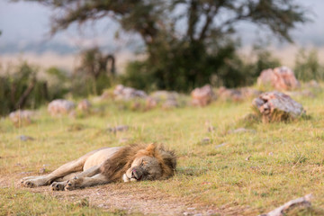 Sleeping lion in the Serengeti National Park, Tanzania
