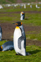 Fototapeta na wymiar South Georgia. Salisbury Plain. King penguins (Aptenodytes patagonicus).
