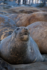 South Georgia Island, Gold Harbor. Southern elephant seal (Mirounga leonina) on beach.
