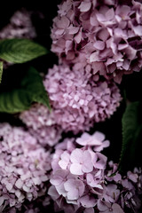 Rose Hydrangea Flower, Details, Macro, Black background