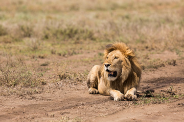 Obraz na płótnie Canvas Male lion (Panthera leo) shown in the mid-day heat of the open plains of the Serengeti National Park, Tanzania