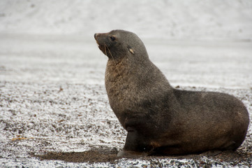 Antarctica, Antarctic Penninsula. Deception Island & Whalers Bay. Antarctic fur seal (Arctocephalus gazell)