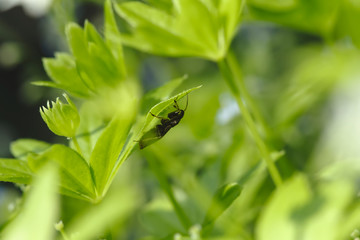 Small bug under a green leaf in a meadow with bokeh background