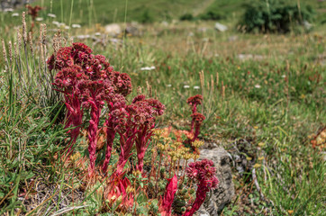 fiori rossi sull'Assietta in montagna