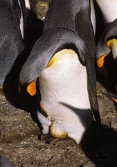 Southern Ocean, South Georgia Island. A King Penguin (Aptenodytes patagonicus) inspecting its egg
