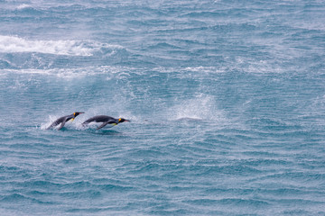 Fototapeta premium South Georgia Island, Salisbury Plains. King penguins porpoising. Credit as Josh Anon / Jaynes Gallery / DanitaDelimont.com