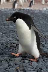 Antarctica. Brown Bluff. Adelie penguins (Pygoscelis adeliae)