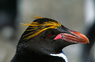 Southern Ocean, South Georgia Island. Close-up of a Macaroni Penguin (Eudyptes chrysolophus)