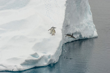 Antarctica, penguin, trio, one jumping © George Theodore/Danita Delimont