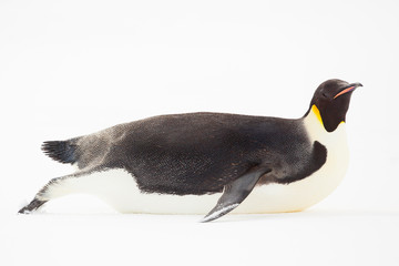Snow Hill, Antarctica. Emperor Penguin sliding on its belly. High Key.