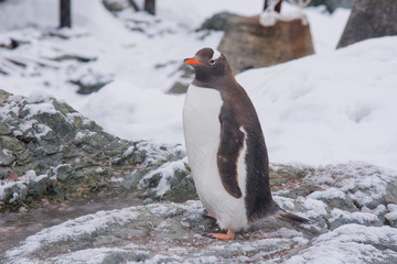 Antarctica. Paradise Harbor. Gentoo penguin (Pygoscelis papua).