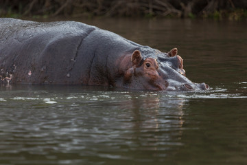 Africa, Zambia. Lone hippo enters river.
