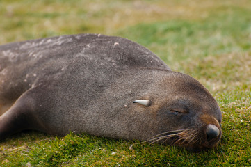 South Georgia. Salisbury Plain. Antarctic fur seal (Arctocephalus gazella) pup sleeping.