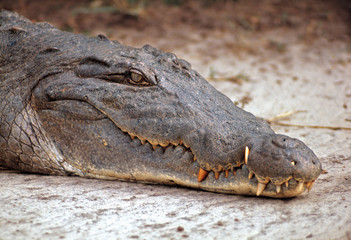 Obraz premium Africa, Uganda, Murchison Falls NP. A crocodile pretends to be sleeping in Murchison Falls National Park, Uganda.