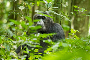 Africa, Uganda, Kibale National Park, Ngogo Chimpanzee Project. Part of a territorial patrol, a male chimpanzee sits alert as he looks and listens for calls from a neighboring community.
