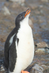 Antarctica. Neko Harbor. Gentoo Penguin (Pygoscelis papua) colony. Penguin chick calls out for its parent.