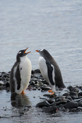 Obraz premium Antarctica. Brown Bluff. Gentoo penguin (Pygoscelis papua) and it's chick.