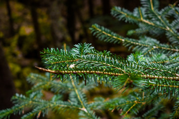 Closeup of pine branch