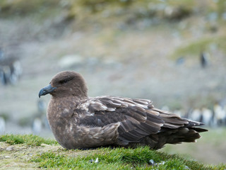 Brown Skua (Stercorarius lonnbergi) on South Georgia.
