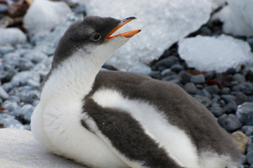 Antarctica. Brown Bluff. Gentoo penguin (Pygoscelis papua) chick.