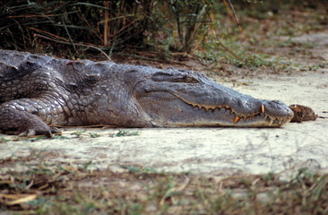 Africa, Uganda, Murchison Falls NP. A crocodile exposes his toothy, winsome smile, in Murchison Falls National Park, Uganda.