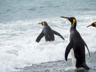 King Penguin (Aptenodytes patagonicus) on the island of South Georgia, the rookery on Salisbury Plain in the Bay of Isles. Adults entering the sea.