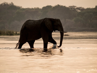 Africa, Zambia. Elephant in Zambezi River.