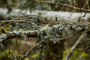 Parasitic plant on a branch
