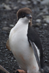 Antarctica. Brown Bluff. Adelie penguins (Pygoscelis adeliae)
