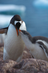 Antarctica. Neko Harbor. Gentoo Penguin (Pygoscelis papua) colony. Penguin feeding its chick.