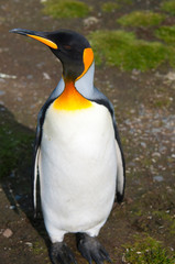 South Georgia. Salisbury Plain. King penguin (Aptenodytes patagonicus).