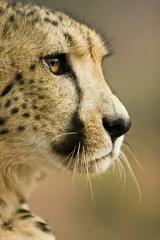 Livingstone, Zambia. Close-up of Cheetah profile.