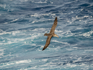Northern Giant Petrel or Hall's Giant Petrel (Macronectes halli) soaring over the waves of the South Atlantic near South Georgia.