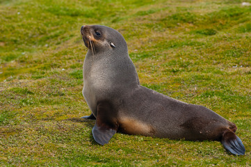 Naklejka premium South Georgia. Salisbury Plain. Antarctic fur seal (Arctocephalus gazella) .