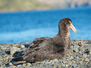 Southern Giant Petrel (Macronectes giganteus) on beach near Stromness on South Georgia.
