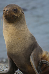 Obraz premium South Georgia. Stromness. Antarctic fur seal (Arctocephalus gazella).