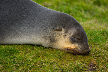 Obraz premium South Georgia. Stromness. Antarctic fur seal (Arctocephalus gazella) pup sleeping.